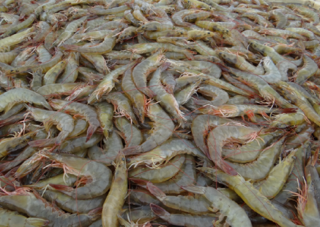 shrimp farming problems
