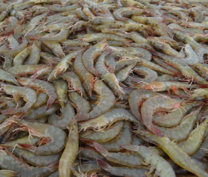 shrimp farming problems