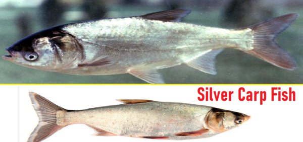 silver carp fish seed