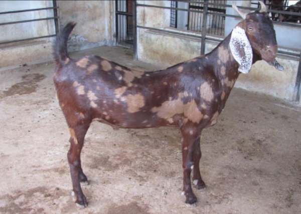 sirohi goat
