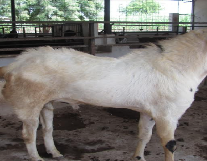 sojat goat breed