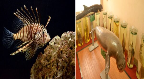 CMFRI celebrate foundation day, livestockanimalnews