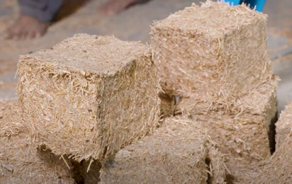 CATTLE FODDER,ANIMAL HUSBANDRY,NATIONAL SEEDS CORPORATION, BEEJ DUKAN