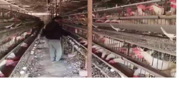 Poultry Farmer Natthusingh, livestockanimalnews