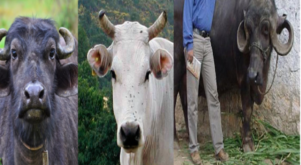 live stock animal news