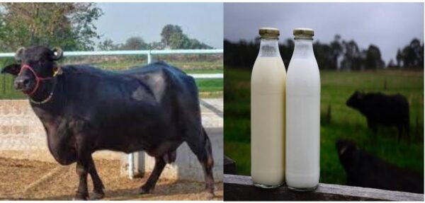 binni buffalo, livestockanimalnews, milk production