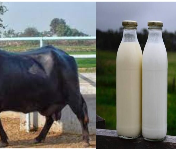 binni buffalo, livestockanimalnews, milk production