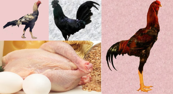 chicken breed, Chicken Rate, Chicken Market, Chicken Price, Chicken Feed
