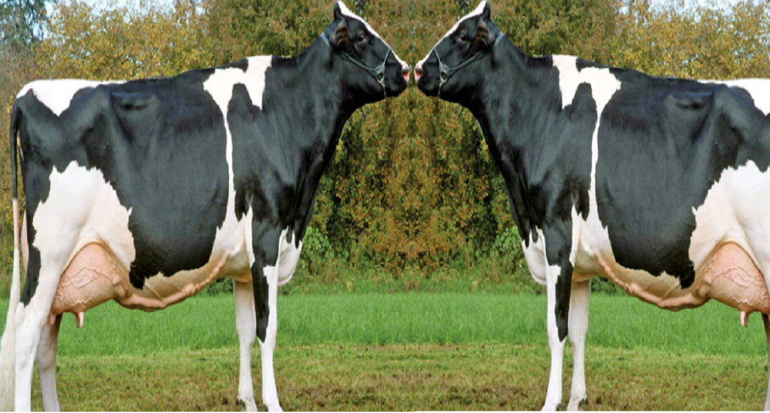 SNF In Animal Milk