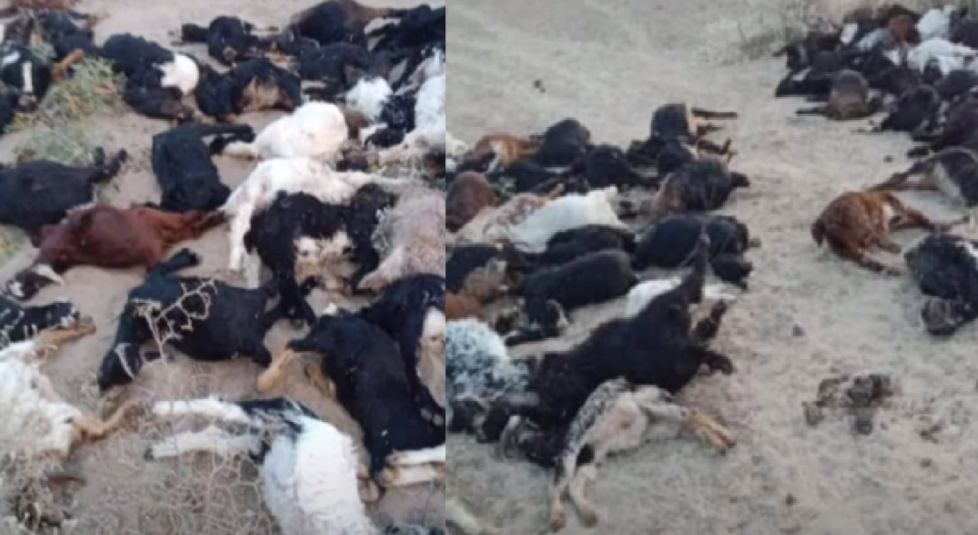 dog attack in Jaisalmer, ABC Centre, Dog Rescue Centre, Street Dog, Veterinary University Mathura