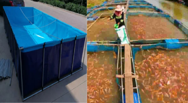 fish farming in tank