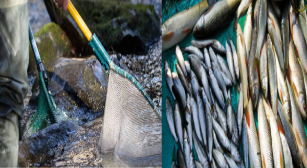 chhattisgarh fisheries department