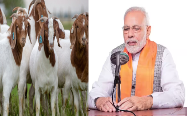 mann ki baat goat farming