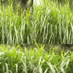 family of napier grass