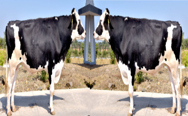 hf cow milk production