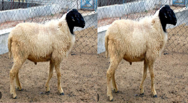 sheep price in rajasthan
