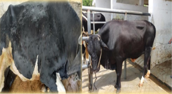 दो महीने का टीकाकरण अभियान चलाया जा रहा है, जिससे रोग के प्रसार को समय रहते रोका जा सके.