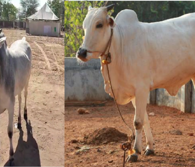 nagori bull, Animal Husbandry, Brucellosis, Brucellosis Disease, Brucellosis Vaccine, Brucellosis Vaccination Campaign, Vibhani News, Animal Breed