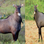 nilgai problem