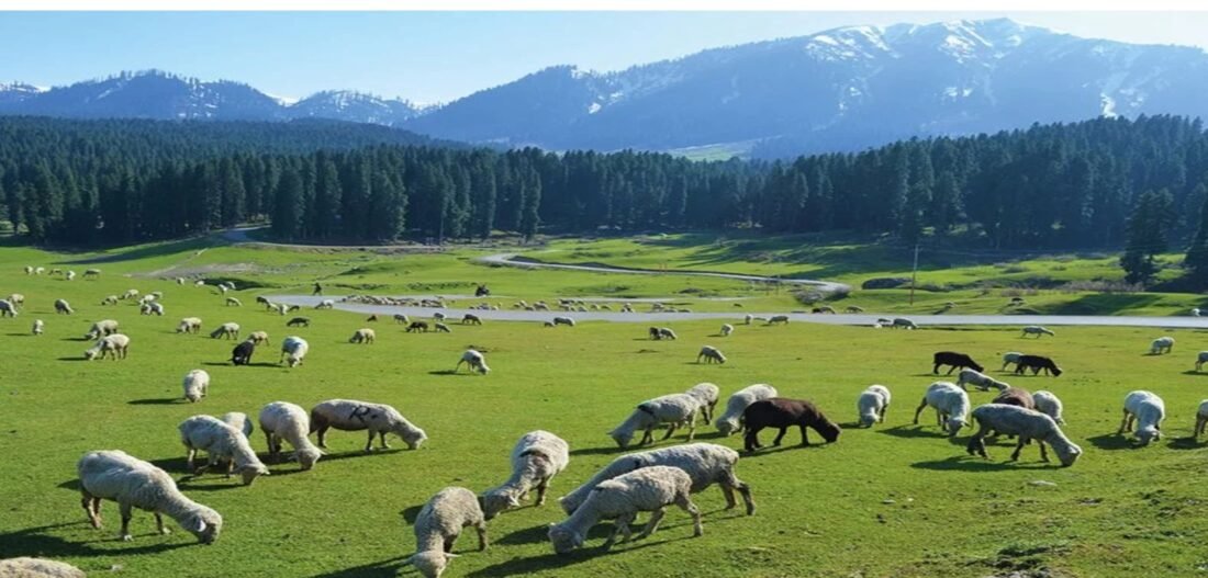 Animal Husbandry,Kashmir Sheep,Sheep