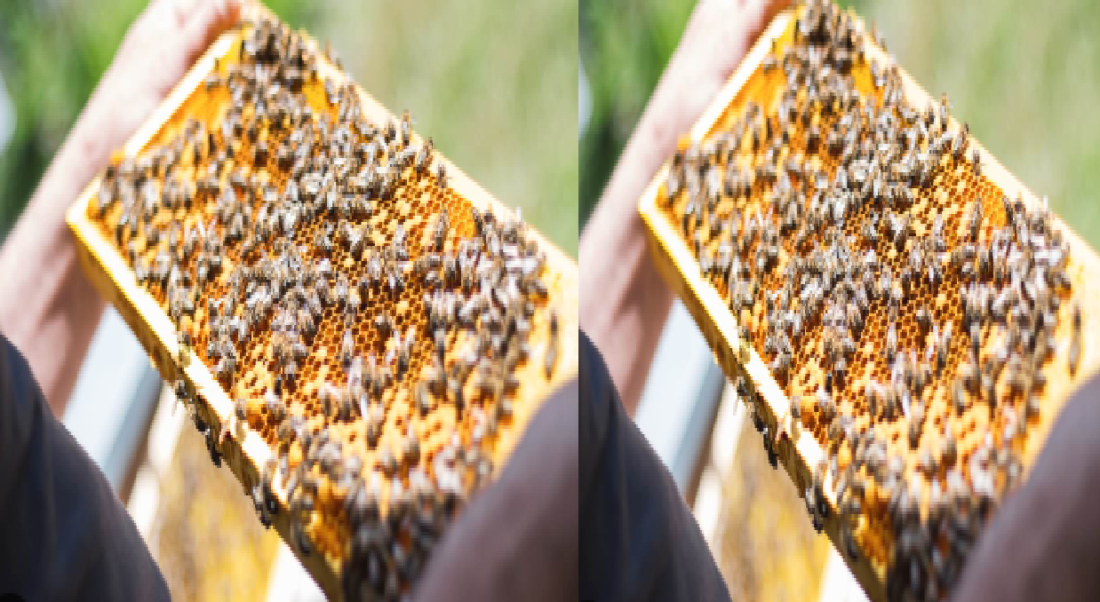 beekeeping
