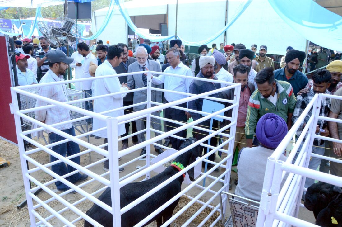 Gadvasu, Animal Husbandry Fair in Gadvasu