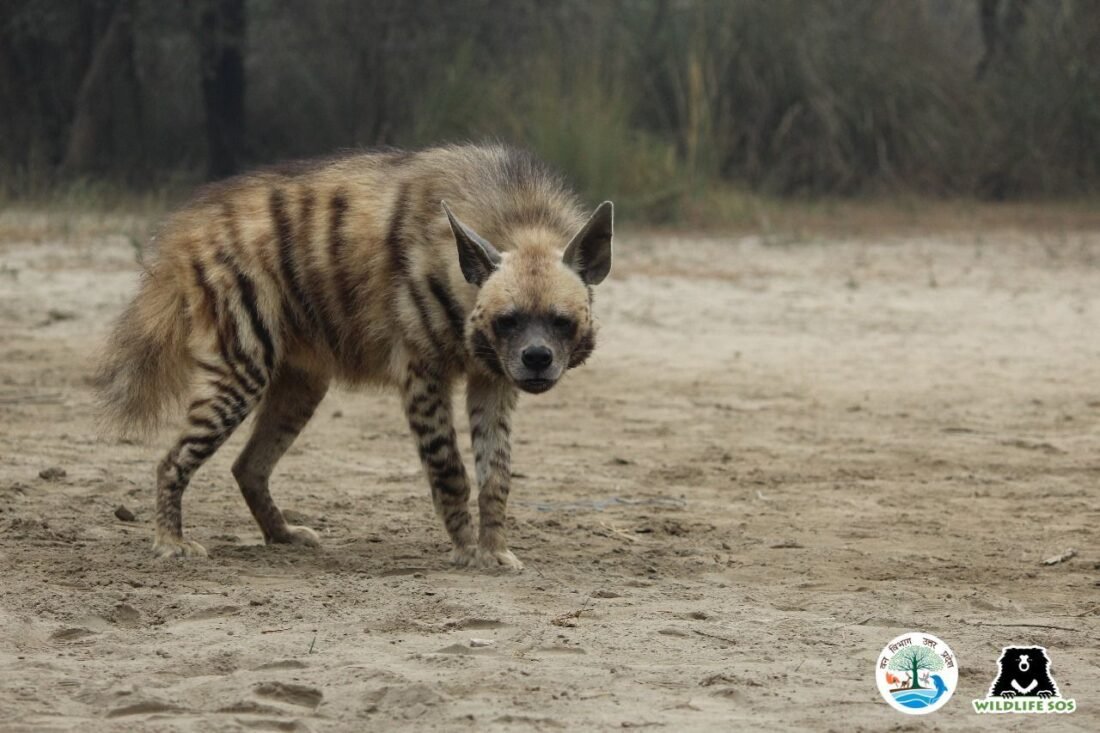 Hyena rescued, Forest Department, Wildlife SOS,