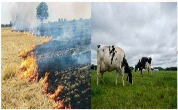 Stubble News, Supreme Court, parali news