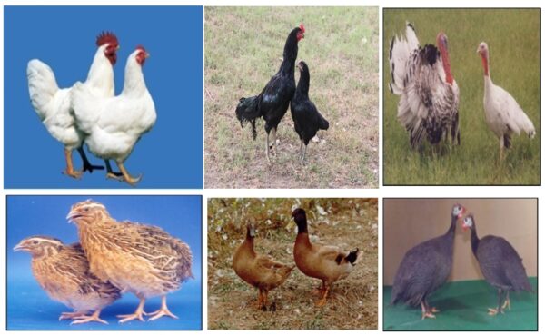 Training in Central Bird Research Institute, Poultry Farm, Poultry Farming, Turkey Farming