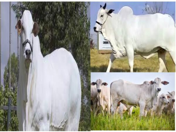 Viatina—19, Mara Imovis, Viatina—19 FIV Mara Imovis Cow, Cow Farming,