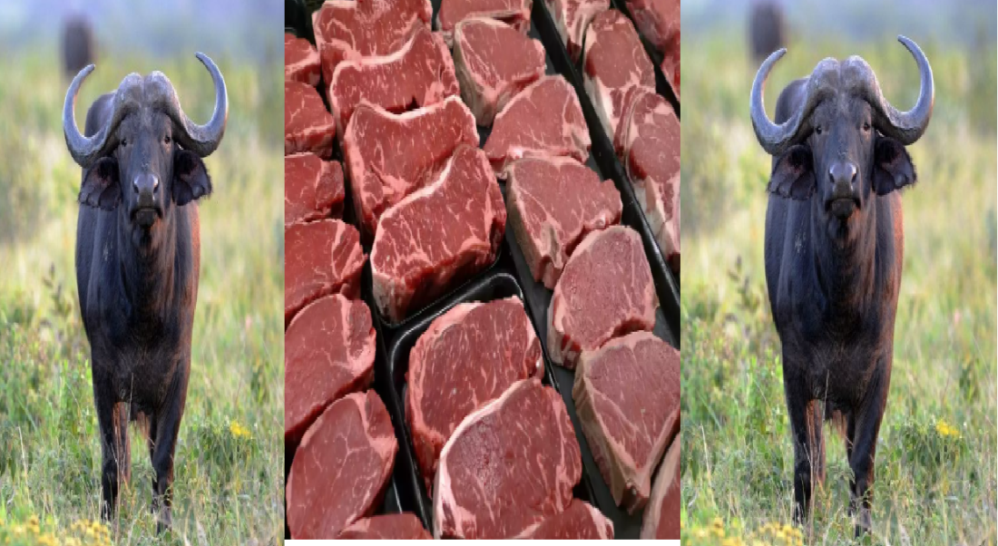 buffalo meat, Availability Of Meat Per Capita, Meat Export, Meat Product, MEAT PRODUCTION