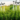 farmers