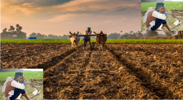 livestock animal news