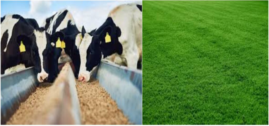 Animal Fodder: बरसीम क्यों है पशुओं के लिए बेस्ट चारा, जानें यहां ...