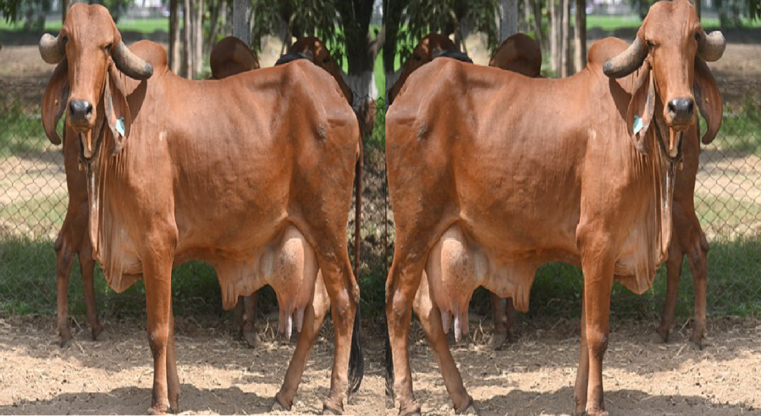 gir cow price