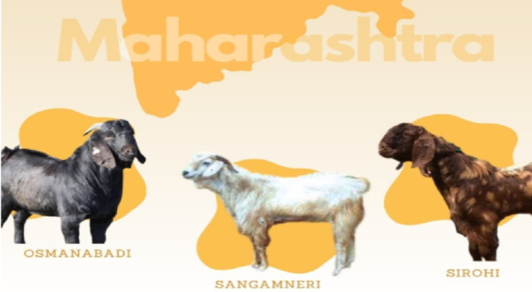 goat farming
