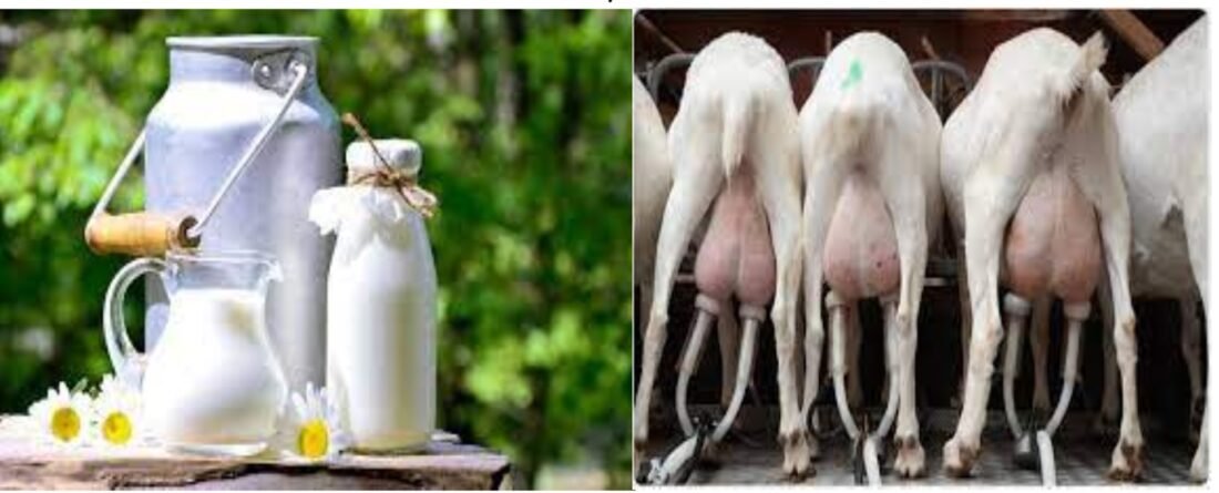 goat milk production in india, livestockanimalnews