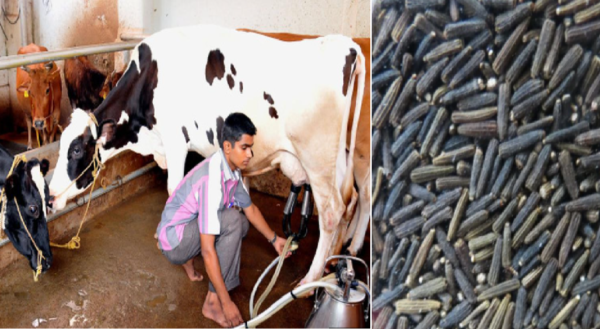livestock animal news