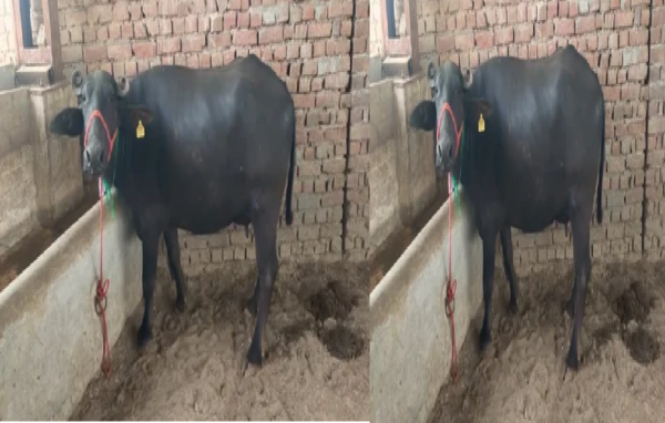 murrah buffalo breed characters