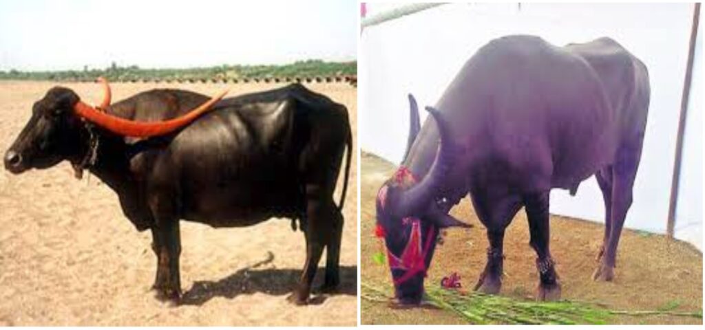 nagpuri buffalo, livestockanimalnews, milk production