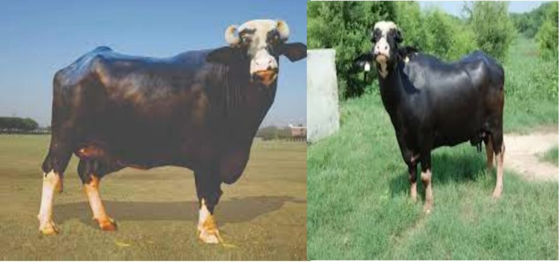 animal husbandary, neelee ravi Buffalo