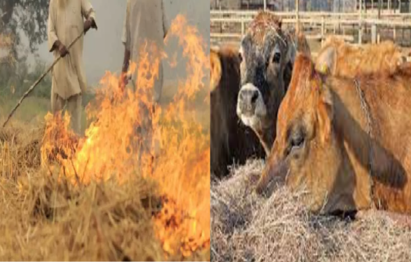 harmful effects of stubble burning