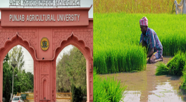 live stock animal news