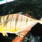 CMFRI, golden trevally, Central Marine Fisheries Research Institute, Gnathanodon speciosus