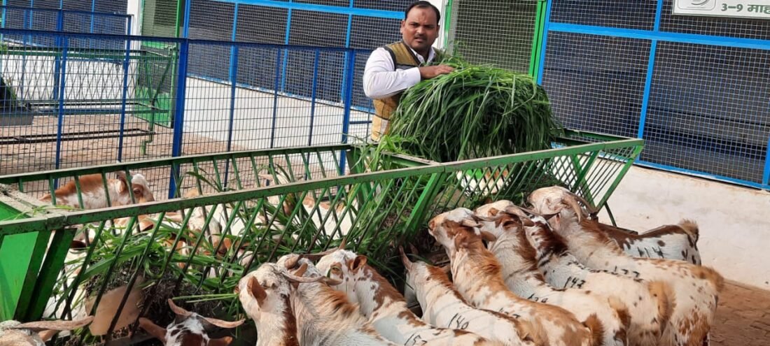 Goat Farming, Goat Farm, CIRG, Pure Breed Goat