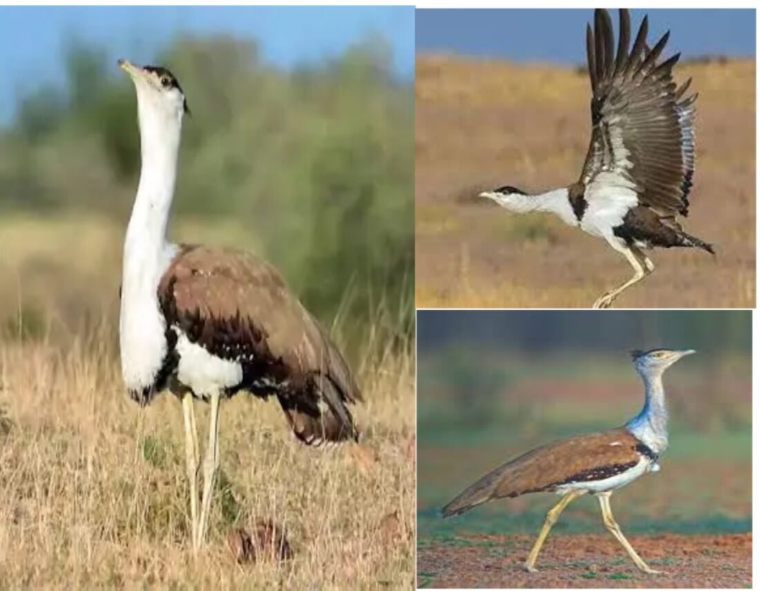 Desert National Park, Wildlife Institute Of India, Godavan Bird, Save Godavan: Son Chiraiya in danger, power plants stopped flying, government is not paying attention