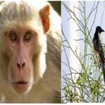 Extreme heat, monkeys, weather news, environment news