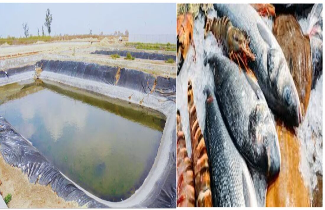 FISH FARMING, FISH BUSINESS,AGRICULTURE TECHNIQUES,AGRICULTURE NEWS