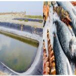FISH FARMING, FISH BUSINESS,AGRICULTURE TECHNIQUES,AGRICULTURE NEWS