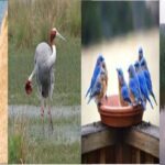 Kasganj Forest Department, water crisis, Ganga River News, water in ponds,animals, birds, livestockanimalnews